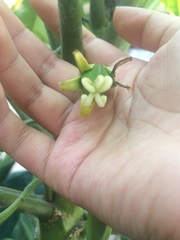 Vasconcellea × pentagona