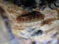 Leptochiton inquinatus image