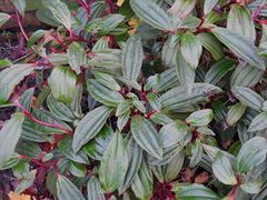 Viburnum davidii