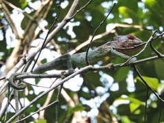 Furcifer verrucosus