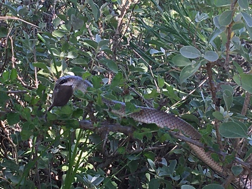 Western beaked snake, Rhamphiophis oxyrhynchus