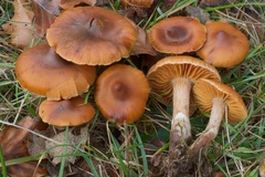 Cortinarius hinnuleus
