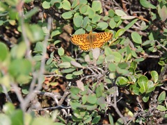 Boloria