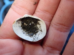 Venerupis largillierti