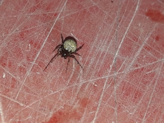Theridiidae