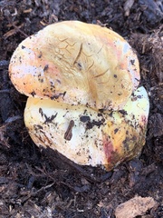 Butyriboletus