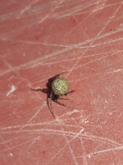 Theridiidae