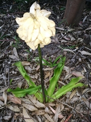 Veltheimia bracteata