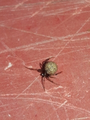 Theridiidae