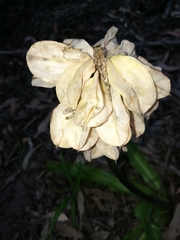 Veltheimia bracteata