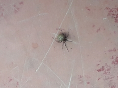 Theridiidae