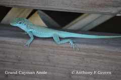 Anolis conspersus