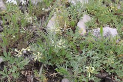 Astragalus karelinianus