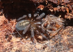 Callobius arizonicus