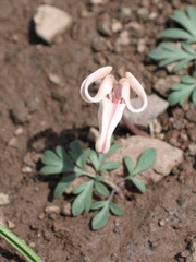 Dicentra uniflora
