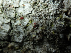 Bacidia rubella