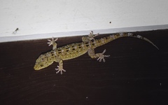 Gekko monarchus