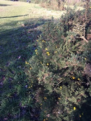 Ulex europaeus