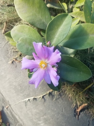 Image of Pereskia grandifolia by no rights reserved