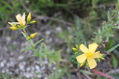 Hypericum elegans