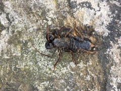 Mastigoproctus giganteus