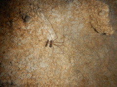 Hoplopholcus longipes