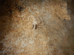 Hoplopholcus longipes