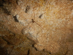 Hoplopholcus longipes