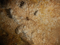 Hoplopholcus longipes