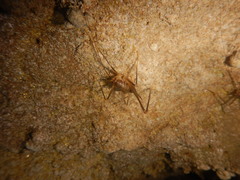 Dolichopoda euxina