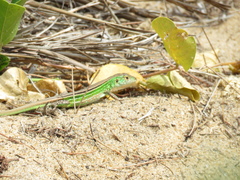 Cnemidophorus cryptus