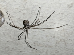 Physocyclus