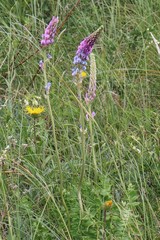 Oxytropis spicata