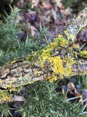 Xanthoria parietina