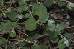 Chenopodium triandrum