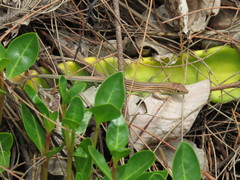 Cnemidophorus cryptus