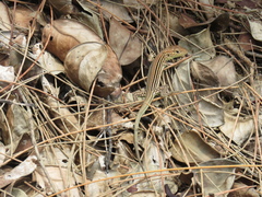 Cnemidophorus cryptus