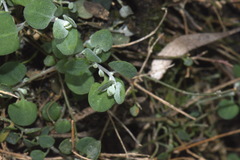 Chenopodium triandrum