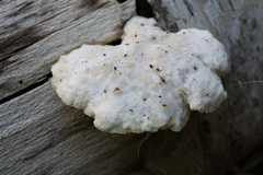 Tyromyces fumidiceps