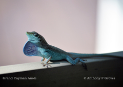 Anolis conspersus