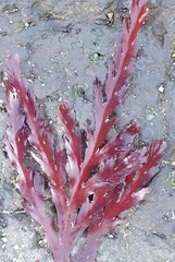 Odonthalia dentata