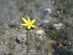 Bobartia longicyma microflora
