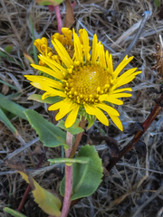 Grindelia stricta platyphylla