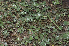 Chenopodium triandrum