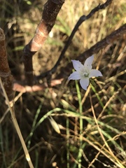 Wahlenbergia obovata