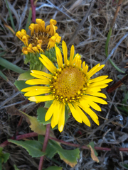 Grindelia stricta platyphylla