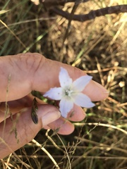 Wahlenbergia obovata