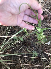 Wahlenbergia obovata