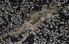 Lampropeltis holbrooki