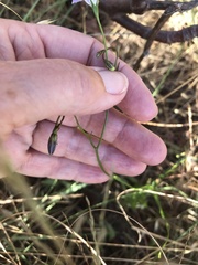Wahlenbergia obovata